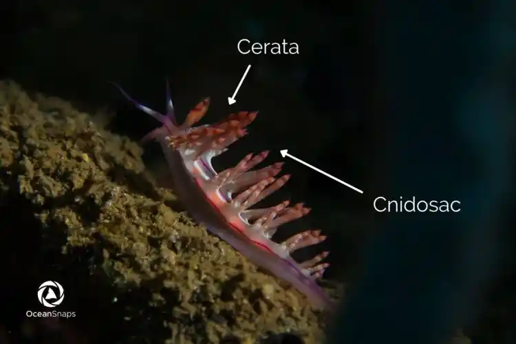 <p>dorsal<span> and lateral outgrowths on the upper surfaces of the body of these nudibranchs</span></p>