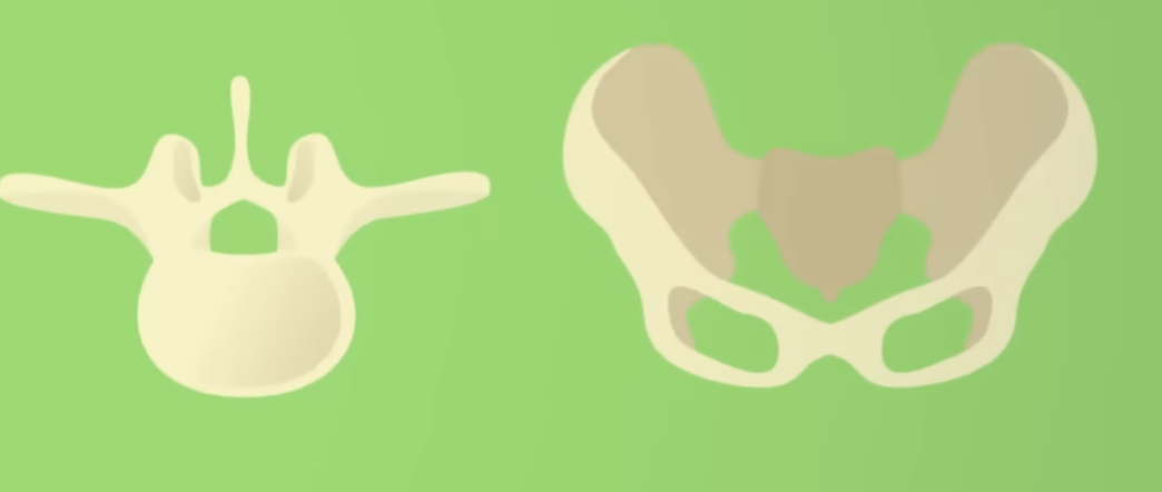 <p>What is the classification for these bones</p>