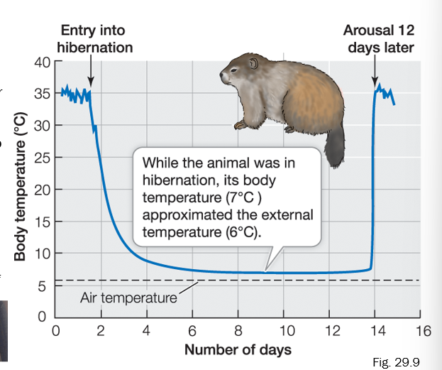 <p>Hibernation: State of low body temperatures & thermal conformity that persists for a long period of time in winter. </p>