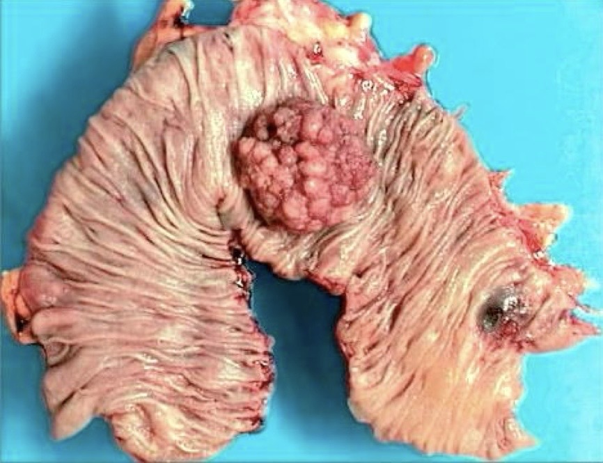 <p>A- identify</p><p>B- describe</p><p>C- originate from ?</p>