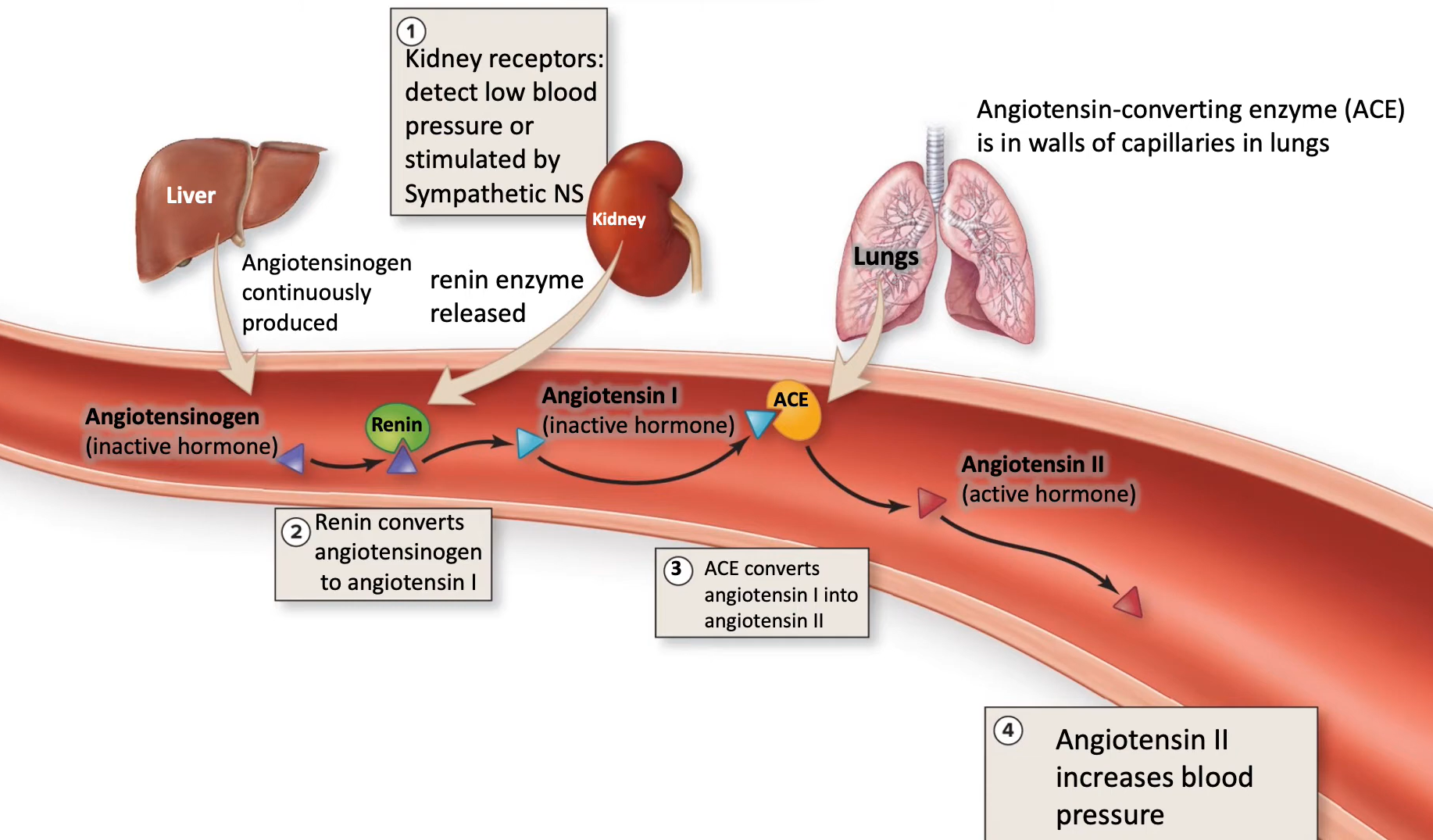 <p>-<strong>liver</strong> continuously produces <strong>angiotensinogen,</strong> an inactive hormone, and puts into blood</p><p>-<strong>during low BP or a symp. response, kidney </strong>will release <strong>renin</strong> into blood</p><p>-<strong>renin converts </strong>angiotensinogen into<strong> angiotensin I (AT1)</strong>, but AT1 is still inactive</p><p>-AT1 goes to <strong>pulmonary capillary endothelium (lungs), where angiotensin-converting enzyme (ACE) turns AT1→AT2</strong></p><p>-now AT2 is active</p>