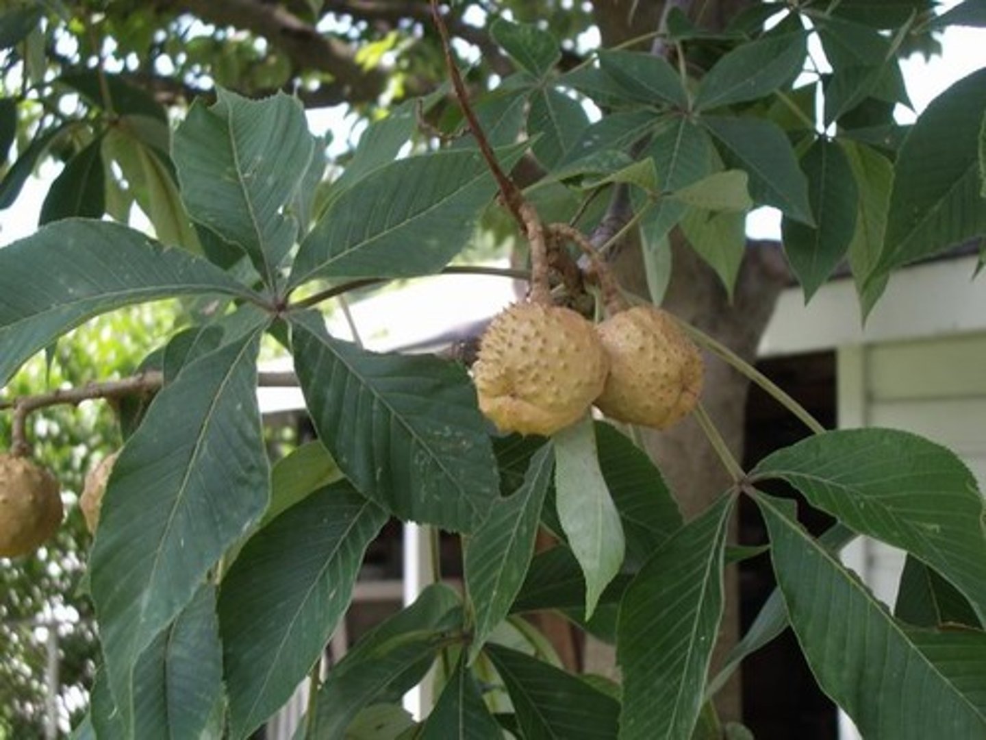 <p>Ohio buckeye</p><p>Family: Sapindaceae</p><p>Distinguish:</p><p>-Prickly fruit</p><p>- Skunk/musky smell from leaves and stick when scratched</p>
