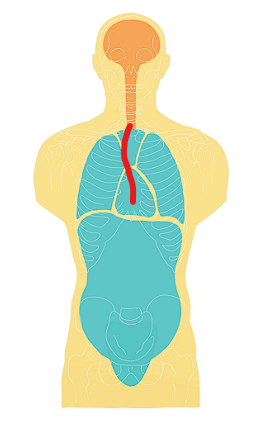 <p>in between left and right pleural cavities </p>
