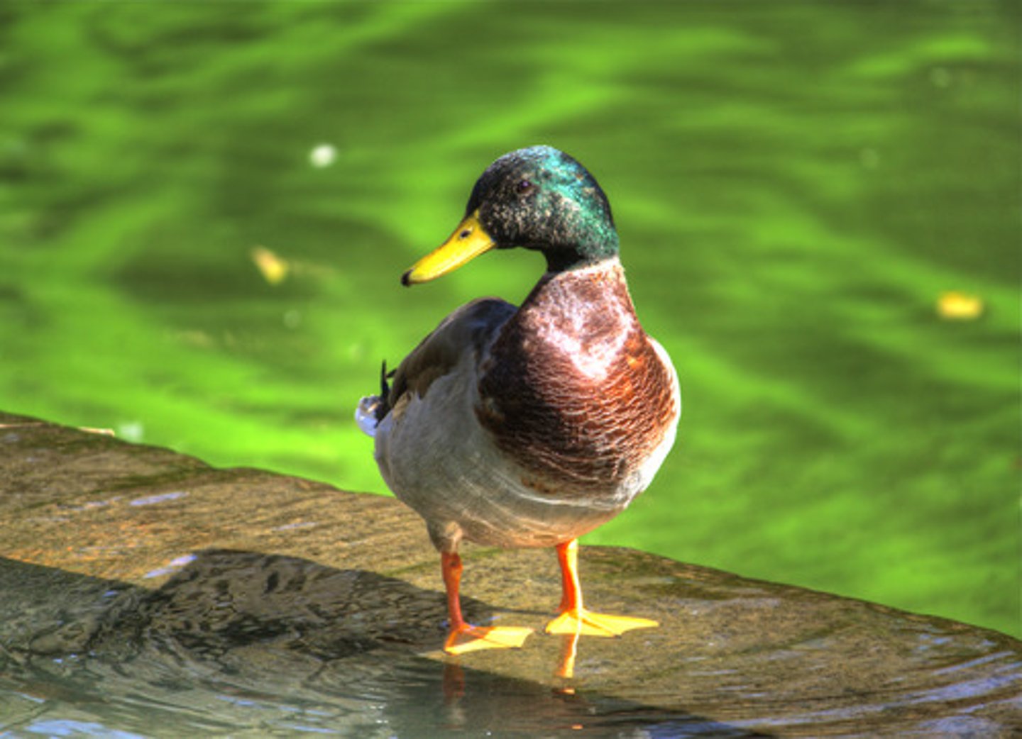 <p>duck</p>