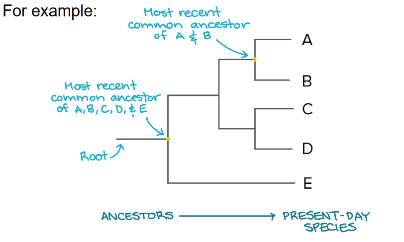 <p><span>At each branch point lies the ____ ______<strong> </strong>common ancestor of all the groups descended from that branch point</span></p>