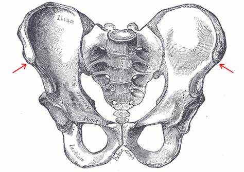 <p>What bone structure is this?</p>