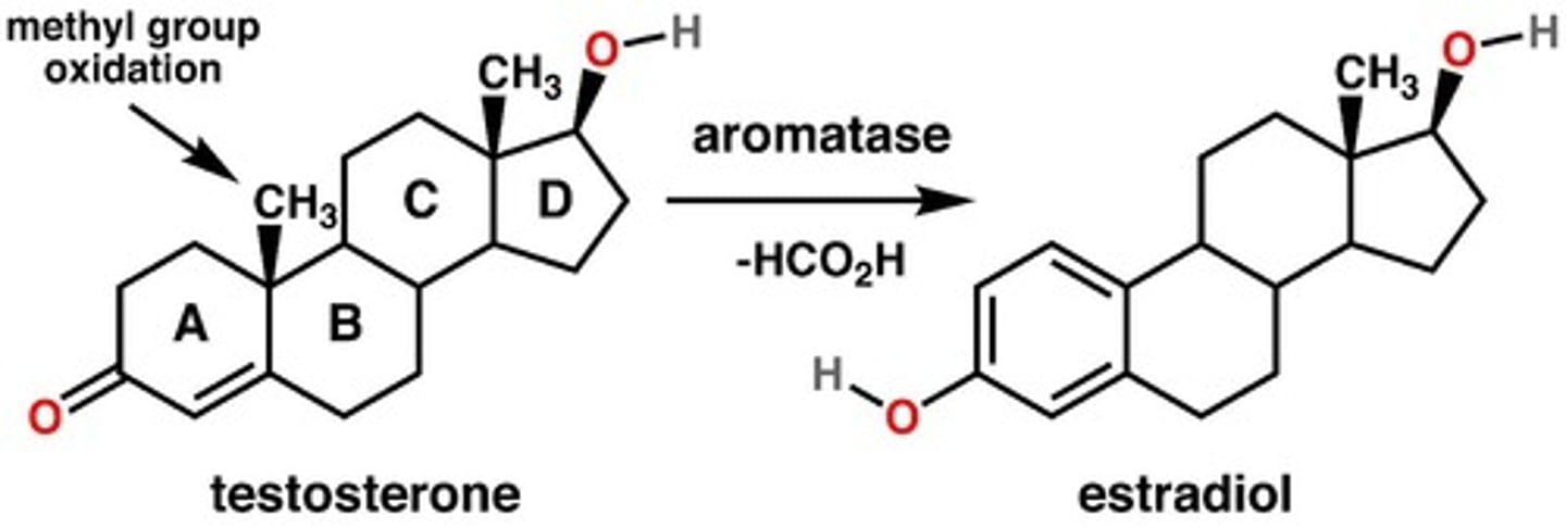 <p>Testosterone</p>