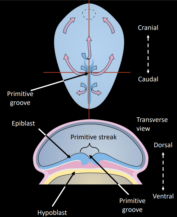 <p>primitive streak: thick layer of epiblast cells that migrate caudal to cranial</p><p>primitive groove: indentation caused by the primitive streaks, forms as cells migrate during gastrulation</p><p>primitive node: cranial from primitive streak, indented by primitive pit </p>