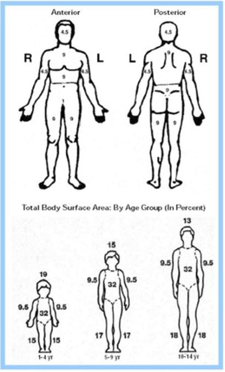 <p>Percentage of Total Body Surface Area</p>