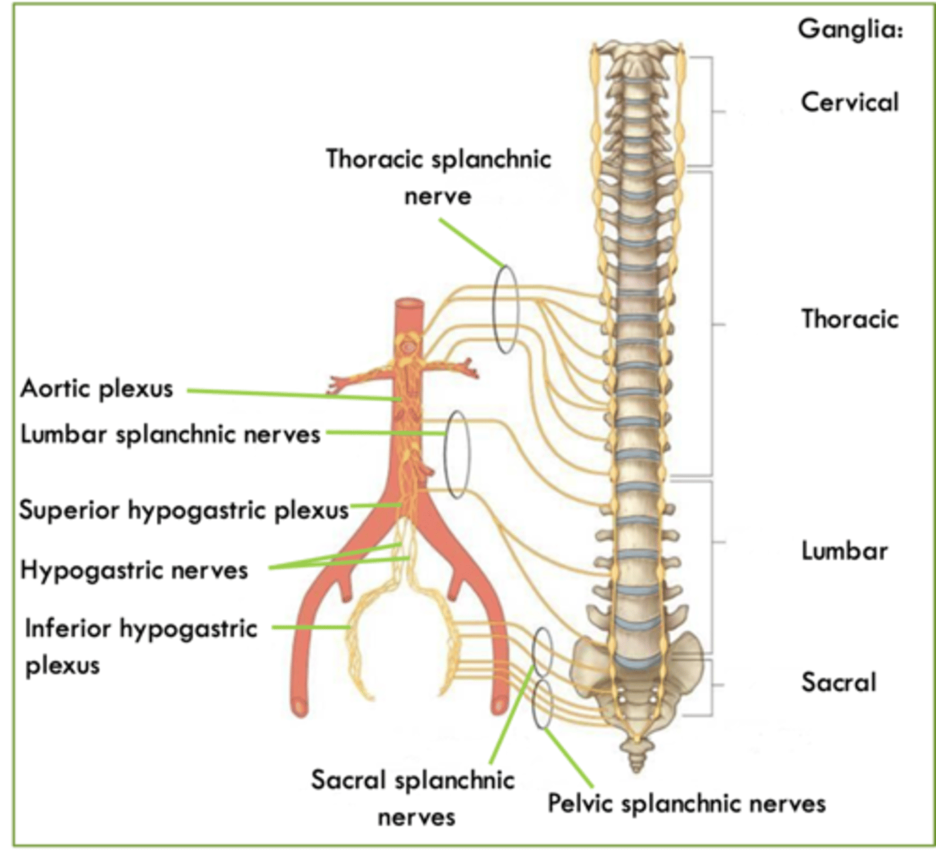 <p>Inferior hypogastric plexus - preganglionic. </p>