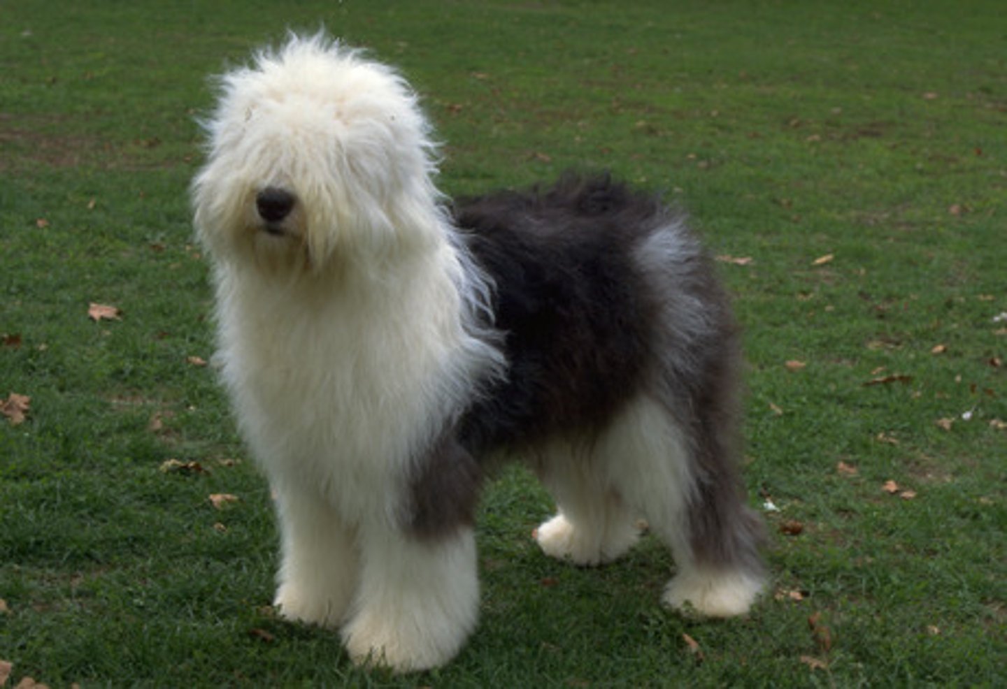 <p>Herding</p>