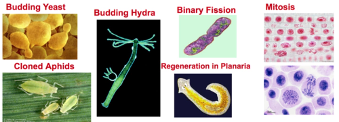 <p>Examples include binary fission, budding, regeneration, cloning and mitosis</p>
