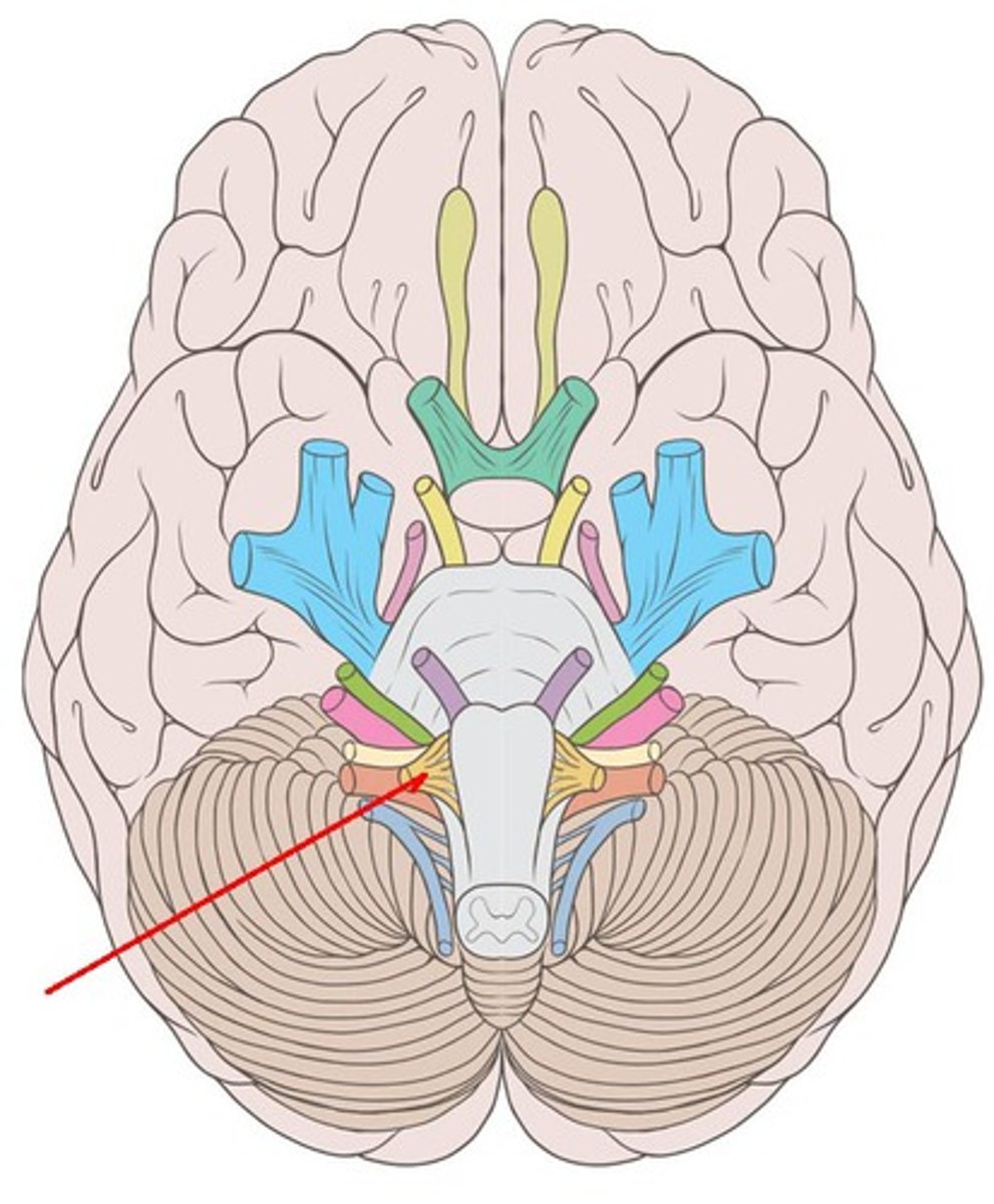 <p>Cranial Nerve XII - Controls tongue movements for speech and swallowing.</p>