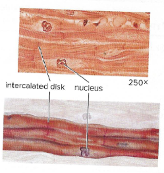 <p>What tissue is this?</p>