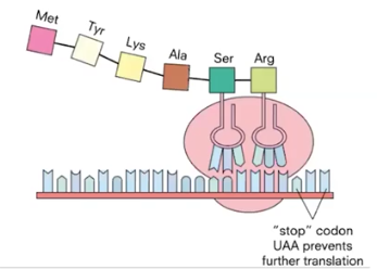 <p>#3 Step of Translation: <mark data-color="yellow">Termination</mark> </p>