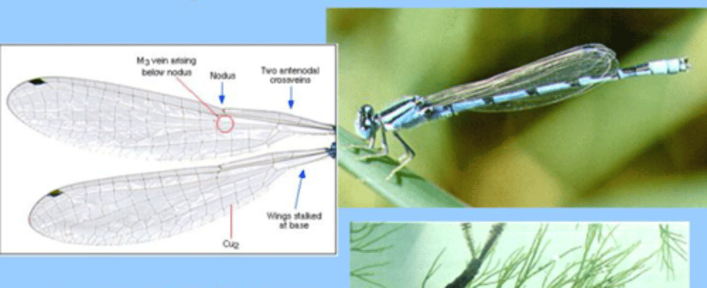 <p>Narrow-winged Damselflies</p>