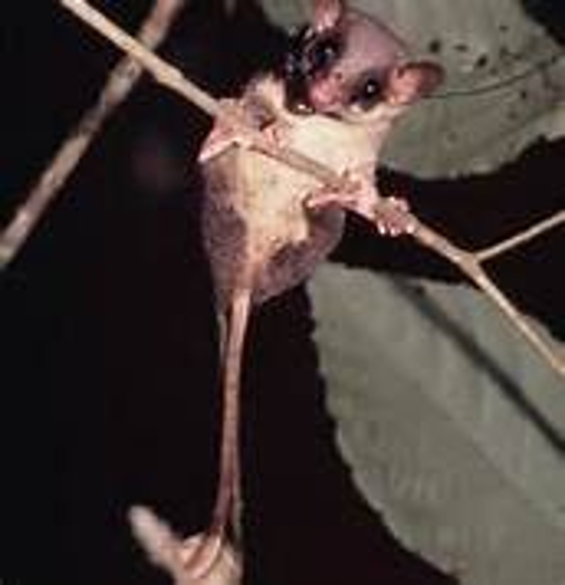 <p>ong, slender bodies, large eyes, and conspicuous ears</p>