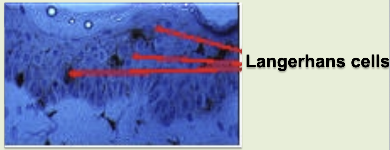 <p>langerhans cells trap antigens &amp; migrates to the regional lymphnodes and present them to T cells, which are also present as intraepithelial lymphocytes.</p>