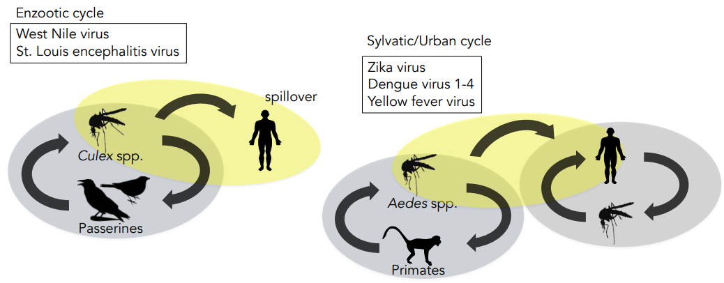 Vector-borne

* Enzootic cycle: spillover from mosquitoes/birds
* Sylvatic/Urban cycle: spillover from mosquitoes/primates