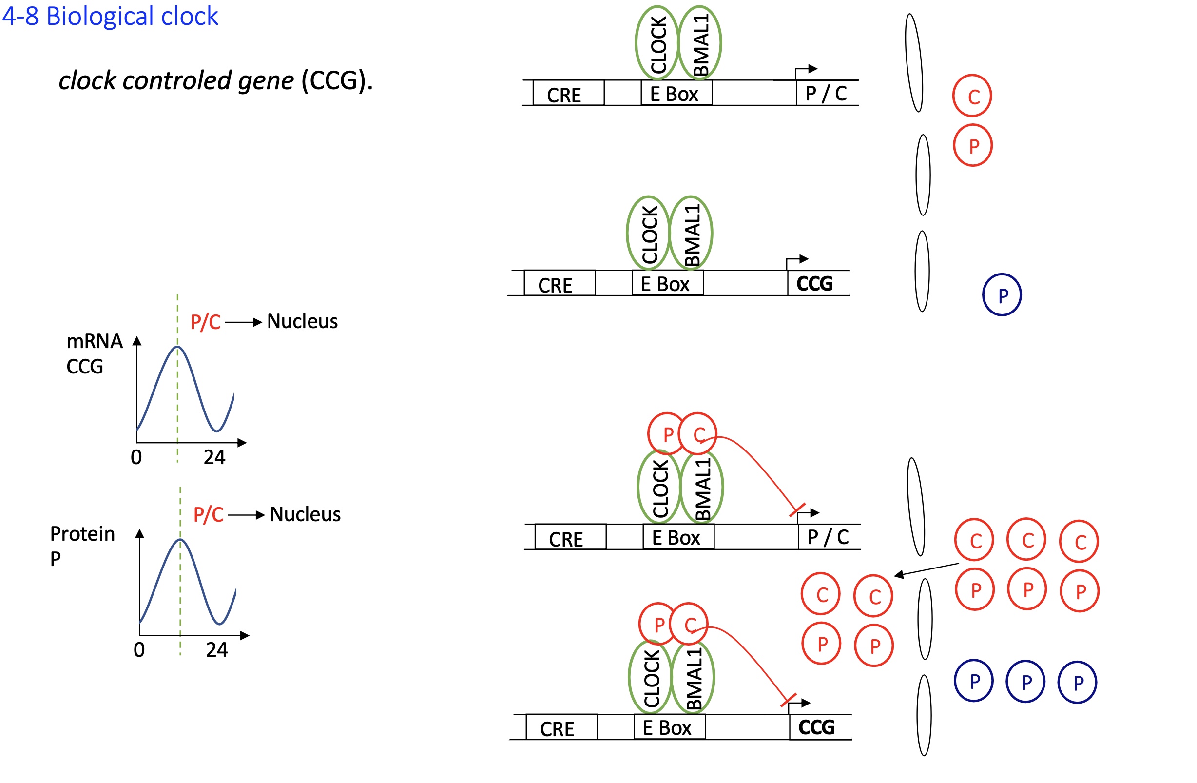 <ul><li><p><strong>CCGs have E-boxes elements</strong> in their promoters</p></li><li><p>When CLOCK-BMAL1 is active (i.e., not inhibited by PER-CRY), it binds to these sites and <strong>activates transcription </strong>of CCGs</p></li><li><p>when C and P accumulates the C-P dimer translocates into nucleus and binds to Act proteins on e-box the transcription of CCGs are inhibited </p></li></ul><p></p>