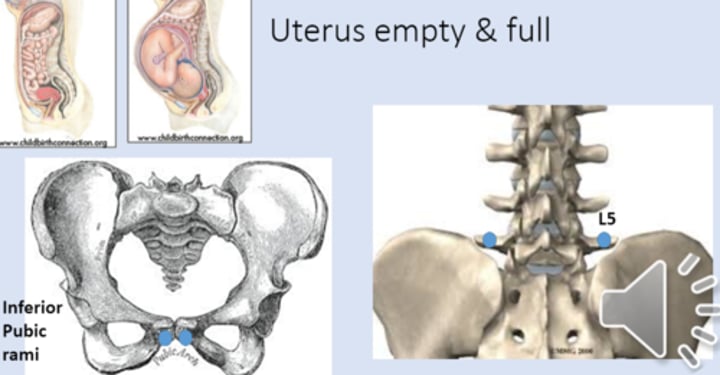 <p>anterior point: inferior pubic rami <br>posterior point: L5 transverse processes</p>