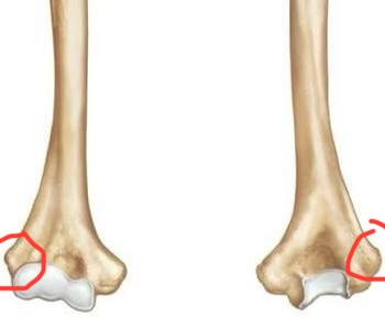 <p>humerus, noncurved edge bump</p>