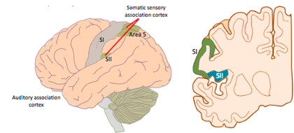 1. Area 5
2. SII (Somatic Sensory II)