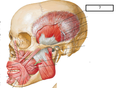 <ul><li><p>origin: temporal fossa</p></li><li><p>insertion: coronoid process of mandible</p></li><li><p>actions: mastication (elevates mandible (closes mouth), retracts mandible (pulls jaw posteriorly))</p></li></ul>