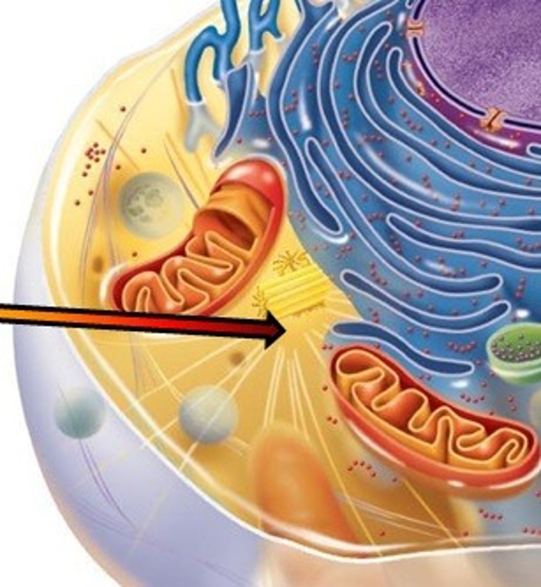 <p>region that contains centrioles and located near the nucleus</p>