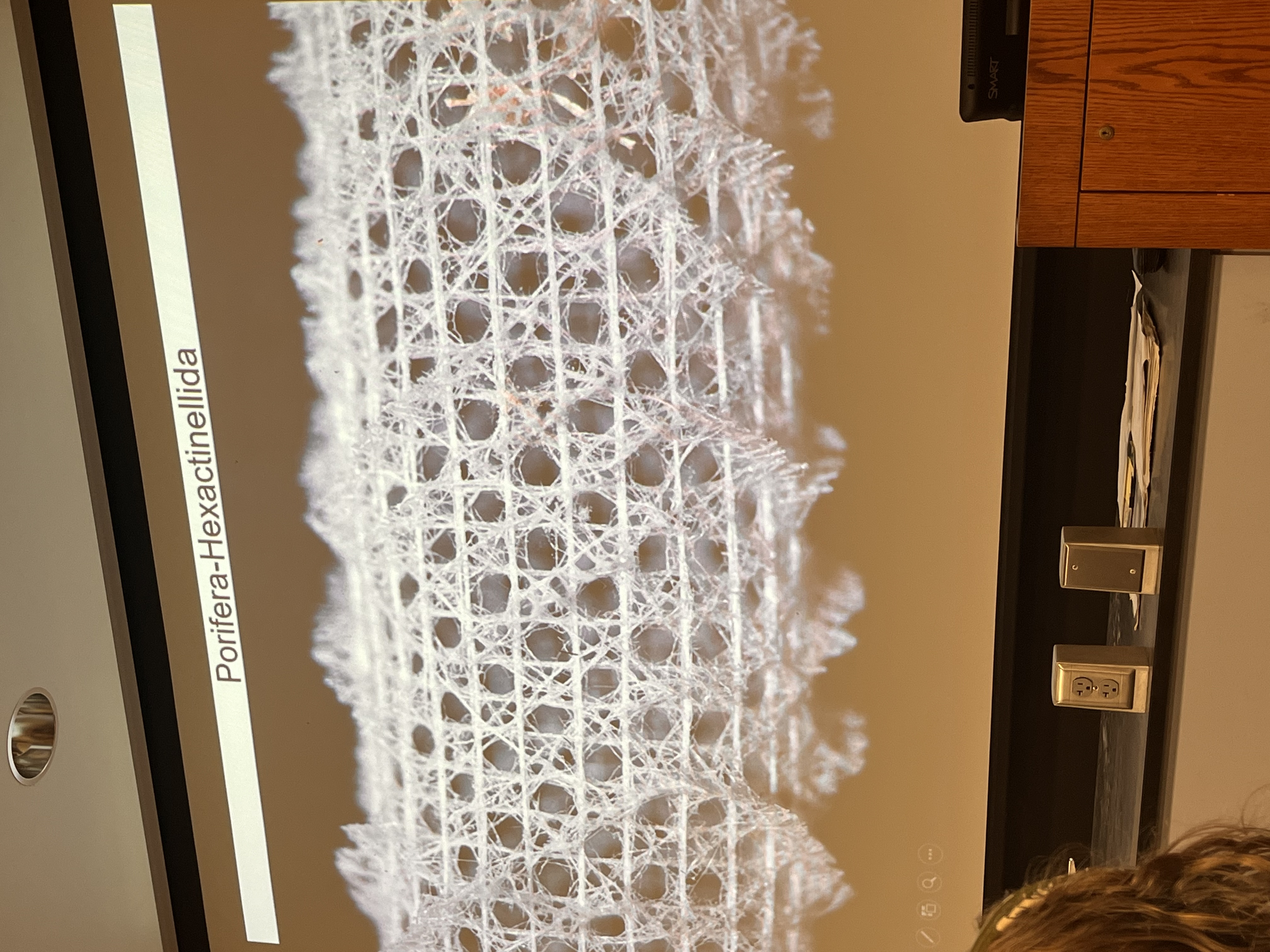 <p>Describe class hexactinellida (phylum porifera)</p>