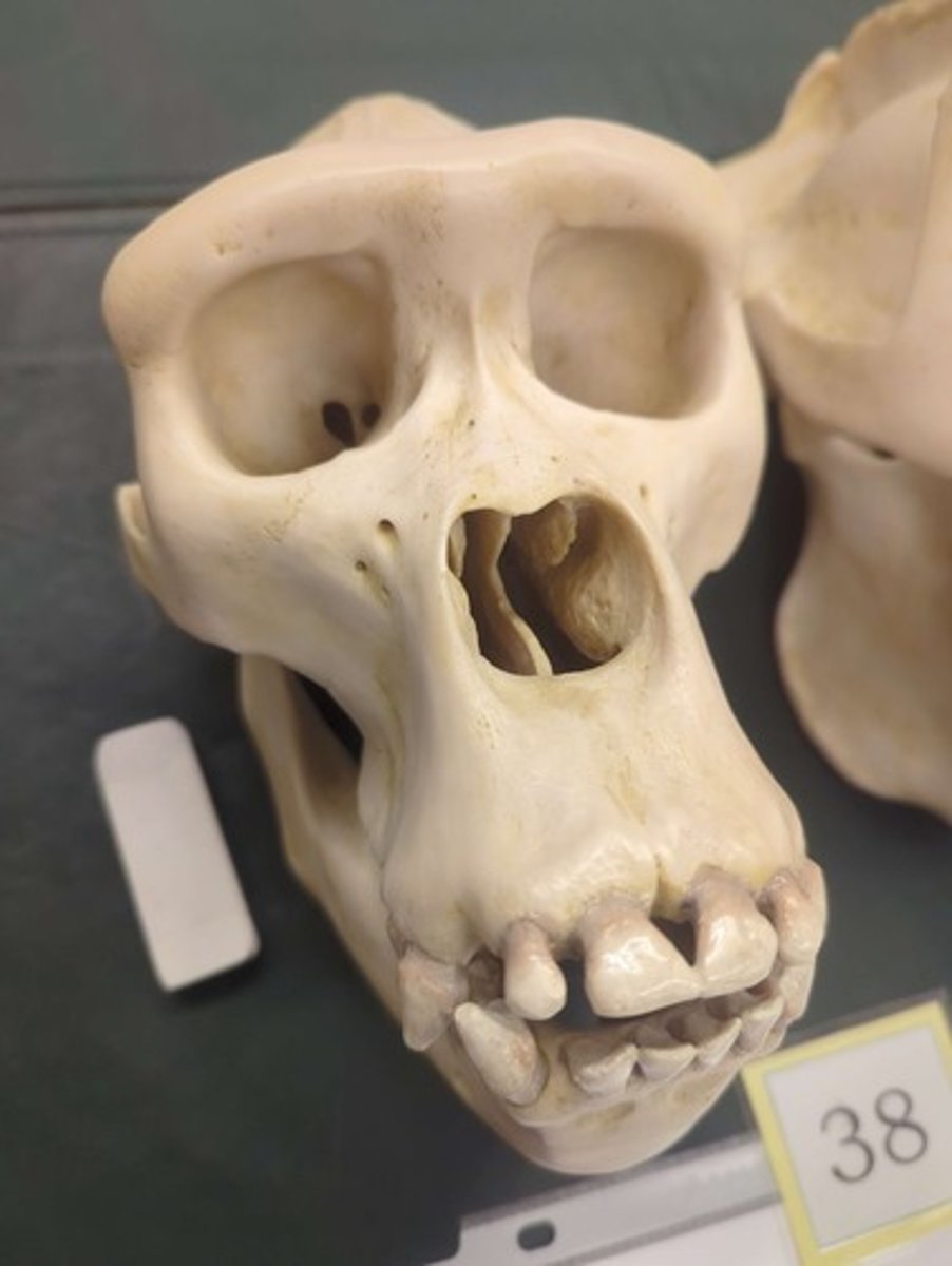 <p>What animal is this? Answer with the sex before the animal name and "Skull" after the animal name.</p>