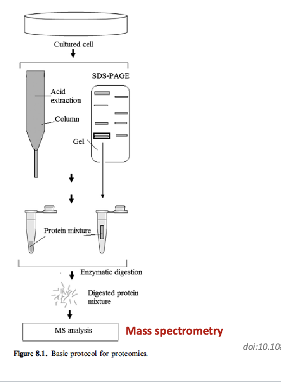 <p>start with cultured cells → proteins are extracted using <u>acid extraction</u> or <u>column purification</u> (helps isolate protein from other cellular materials) or proteins can be run through <u>SDS-PAGE</u> which also extracts proteins → enzymatic digestion: proteins are digested into peptides using enzymes → digested protein mixture is put for MS analysis → Ms identifies and quantifies peptides based on <strong>m/z ratio</strong></p><p></p>