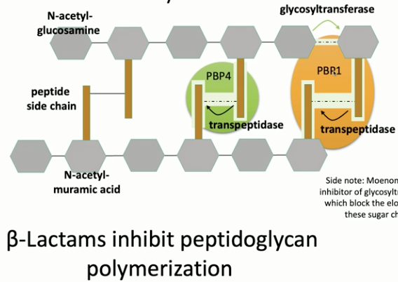 <p><strong>B-lactam antibiotics</strong> (ex. penicillins) inhibit the enzyme transpeptidase (aka penicillin-binding proteins) that forms peptide cross bridges. This inhibits peptidoglycan polymerization and formation; moenomycin inhibits glycosyltransferases, blocking the elongation of the sugar side chains of peptidoglycan</p>