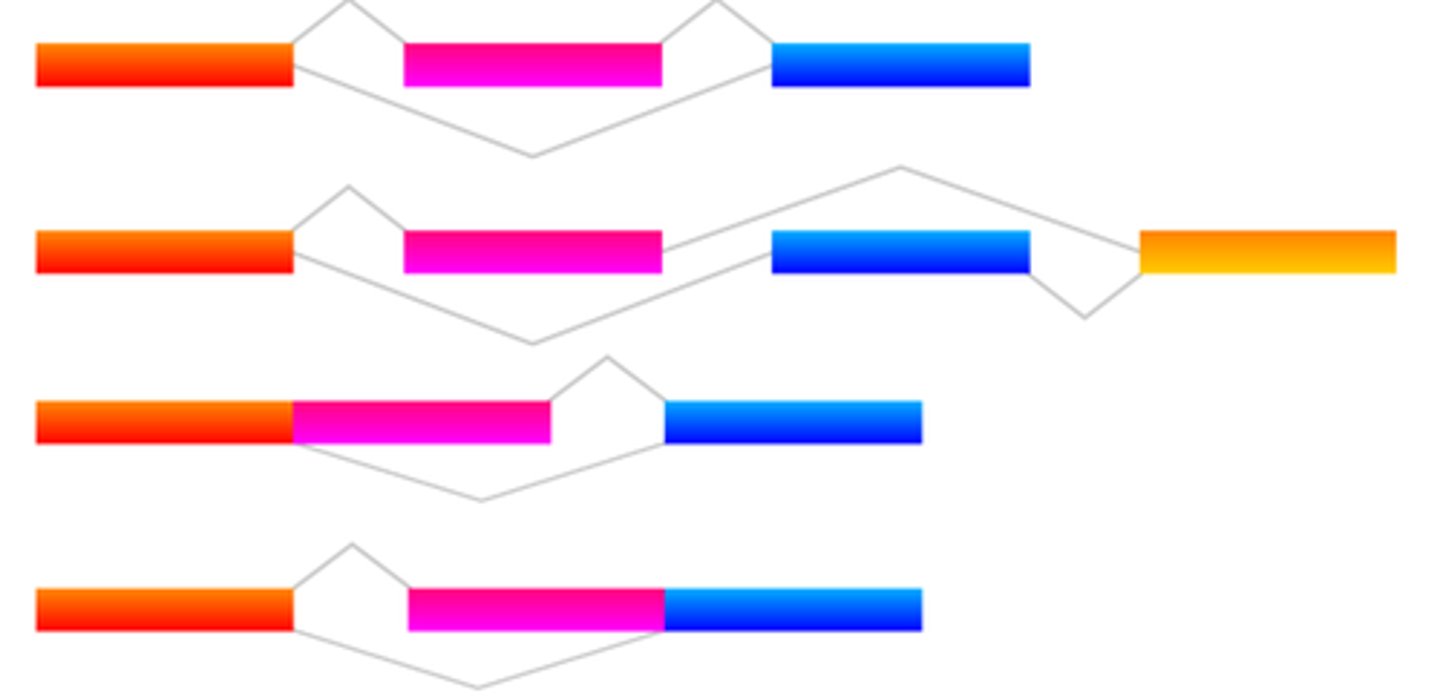 <p>A type of eukaryotic gene regulation at the RNA-processing level in which different mRNA molecules are produced from the same primary transcript, depending on which RNA segments are treated as exons and which as introns.</p>