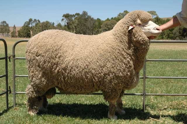 <p>Origin: Spain</p><p>Finest wool</p><p>most important sheep world-wide</p><p>horned or polled</p><p>more skin</p><p>wool use to shed, but humans genetically alter them to stop shedding</p>