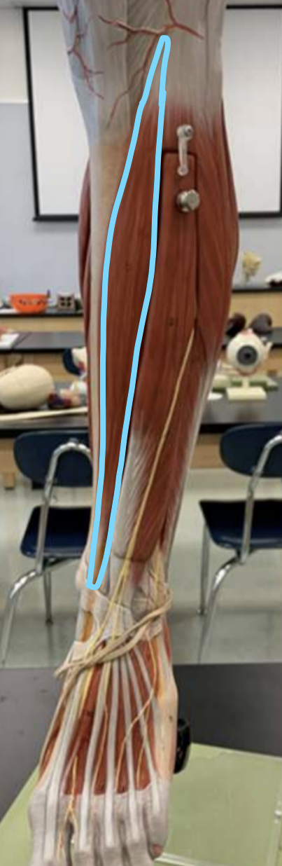 knowt flashcard image