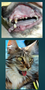 <p>Diagnosis - Physical examination should include assessment of: </p>