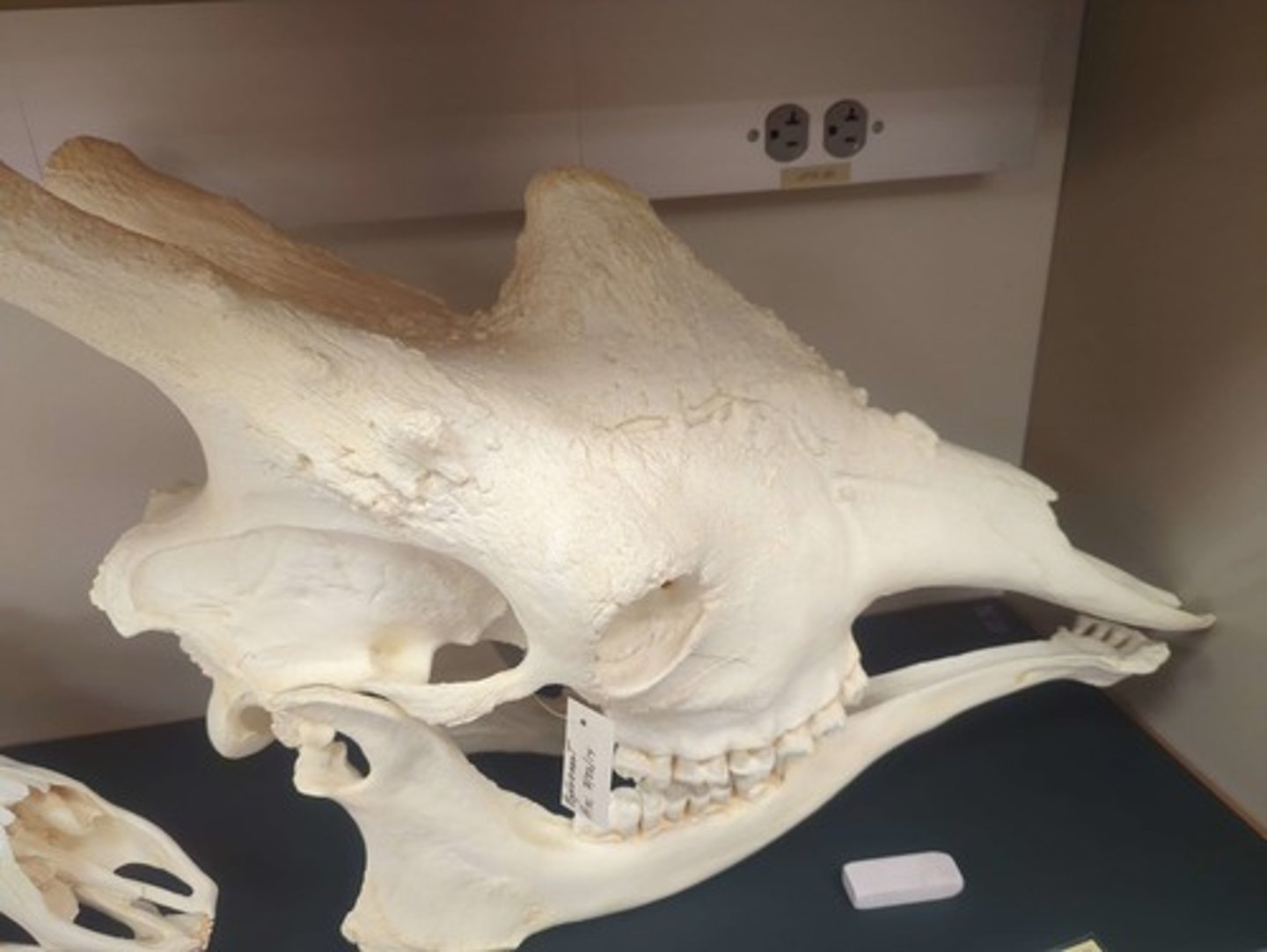 <p>What animal is this? Answer with "Skull" after animal name.</p>