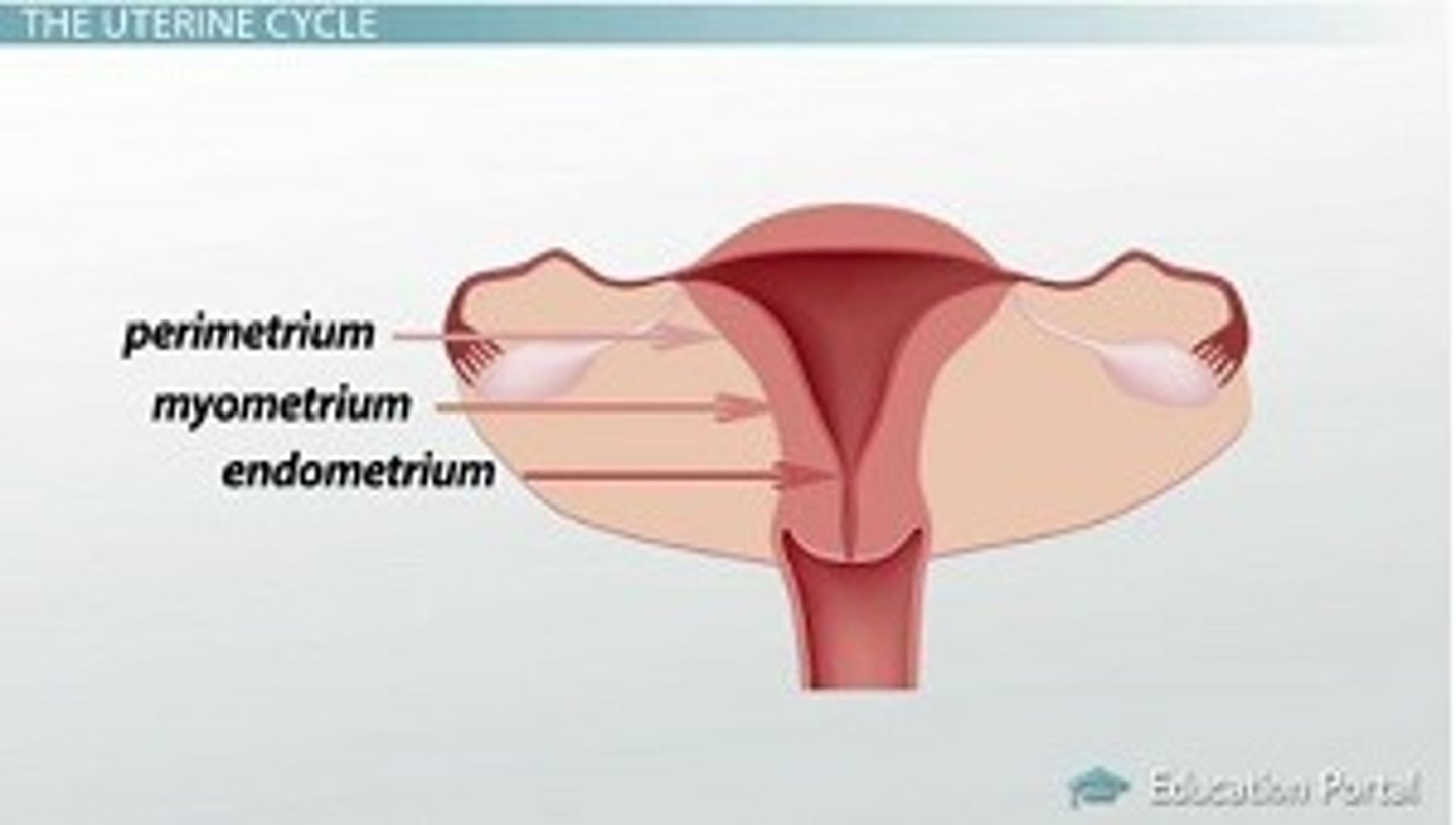<p>external serosa layer</p>