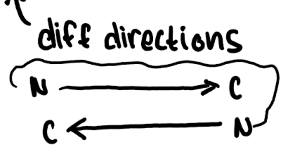 <p>different directions</p>