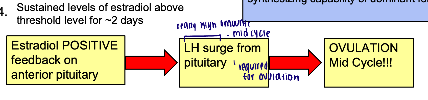 <ul><li><p>FSH induces LH receptor expression on granulosa cells of dominant follicle now responsive to LH</p><ul><li><p>(also increases theca cell expression of LH receptor)</p></li></ul></li><li><p>Sustained levels of estradiol above threshold level for around 2 days </p></li></ul><p></p>