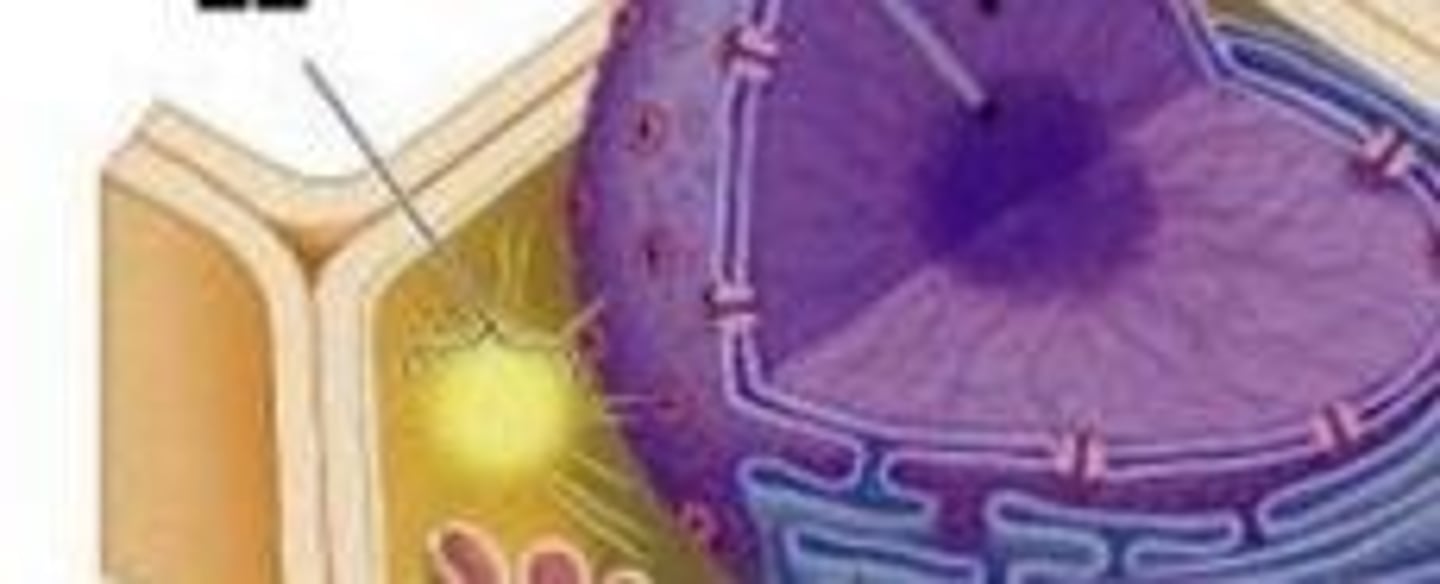 <p>Involved in cell division in both plant & animal cells; microtubule organizing center (forms mitotic spindle)</p>