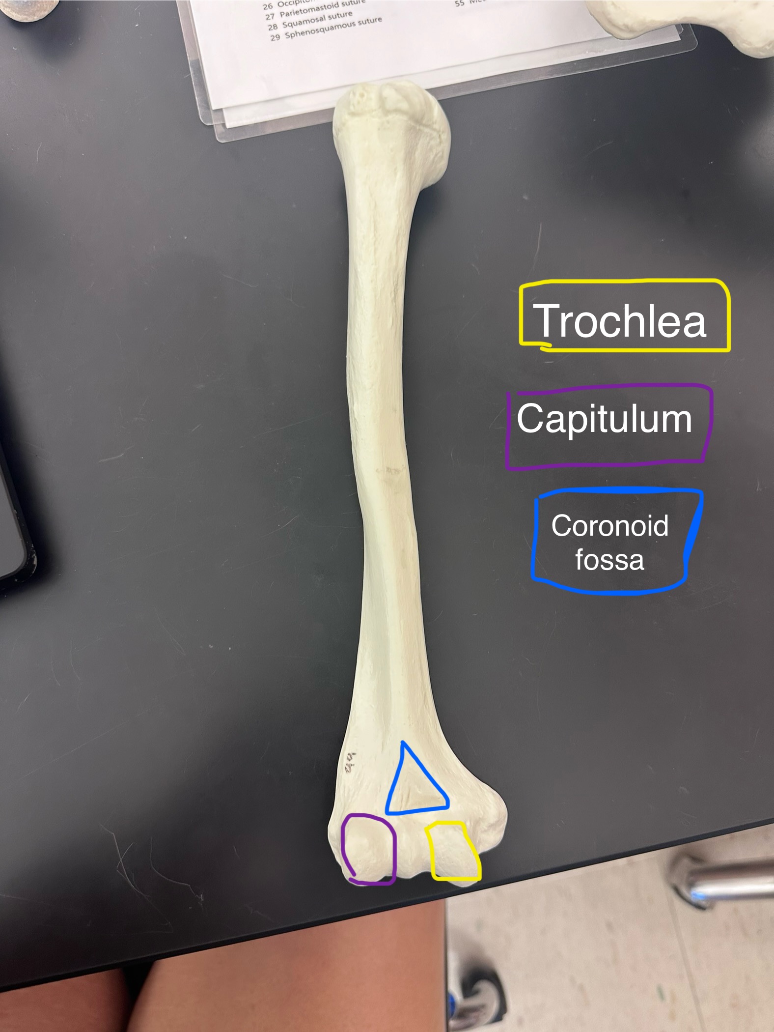 <p>Capitulum</p>