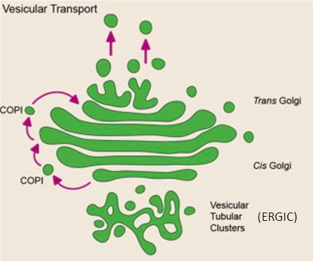 <p>static </p><ul><li><p>the contents are physically shuttled from each cisterna to the next </p></li></ul><p></p>