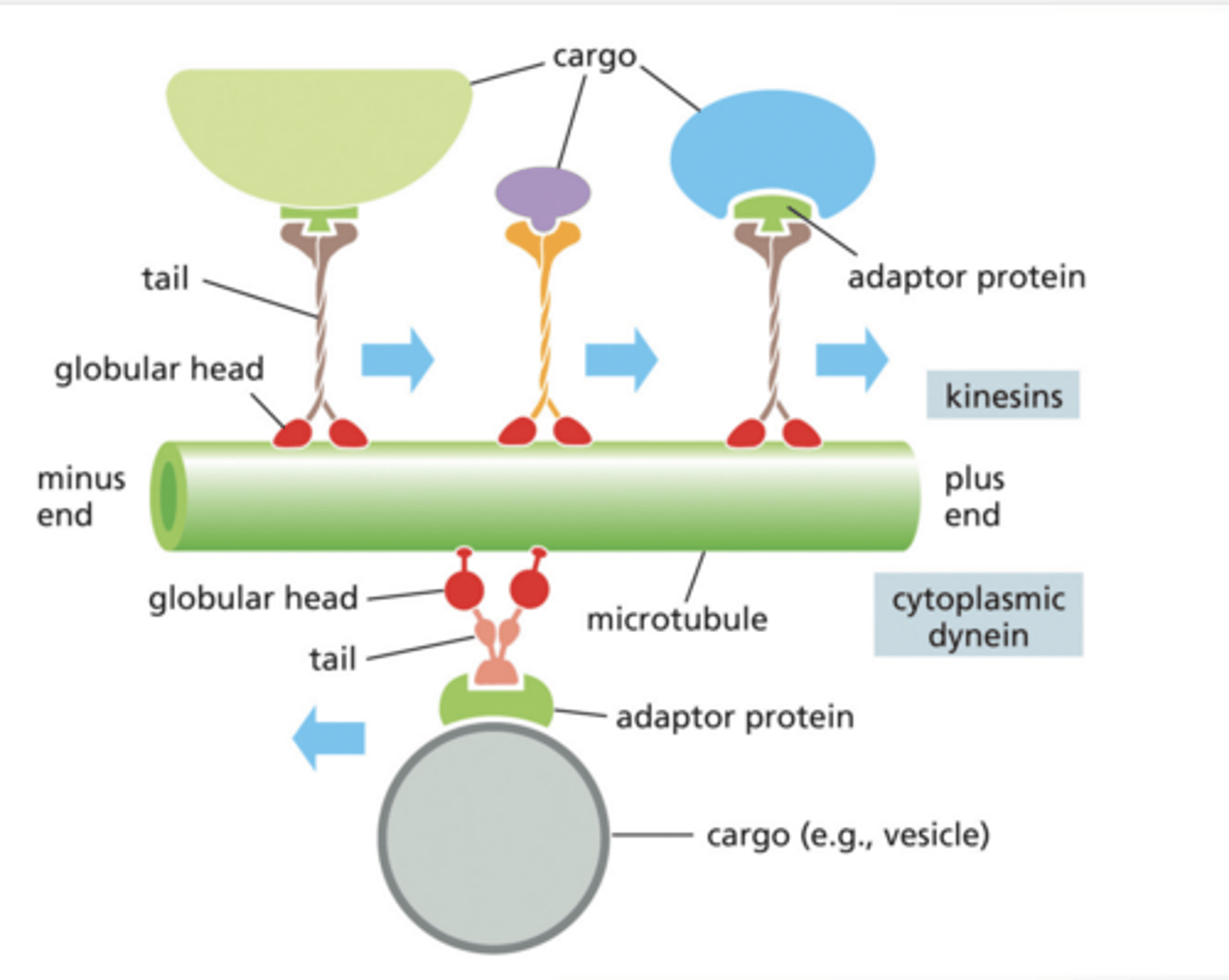 <p>Microtubules are like train tracks</p><p>Motor proteins are like delivery trucks</p><p>Kinesin → goes to + end (usually toward cell edge)</p><p>Dynein → goes to – end (usually toward nucleus)</p><p>Globular Head = walks on microtubule (uses ATP)</p><p>Tail = holds cargo</p><p>Adaptor protein = connects cargo to motor protein</p><p>ATP HYDROLYSIS AND BINDING ALTERS PROTEIN SHAPE Hydrolyzing ATP provide energy to lift leg</p><p>P binds to other leg to lock it </p><p>Energy generated from ATP hydrolysis makes reversal energetically unlikely</p><p>Binding of ATP swings leg forward.</p><p>Compare to the BCR-ABL arm that swings in and out without ATP - low energy needed for shift</p><p>THIS IS HOW THE MOTOR PROTEINS " walk"</p>