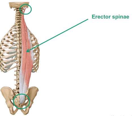 <p>Erector Spinae </p>