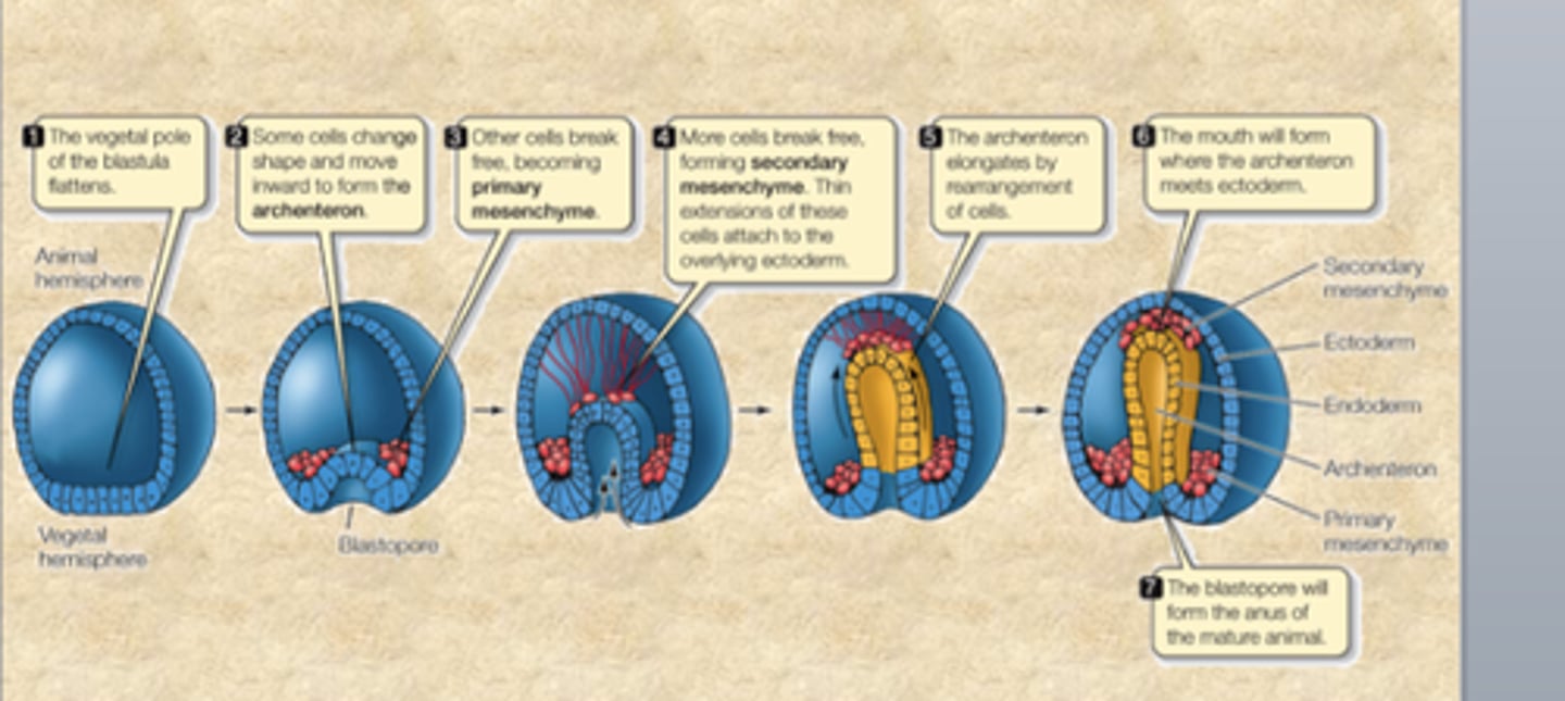<p>Stage of embryonic development; reorganization of the hollow ball of cells (blastula) into germ layers</p>