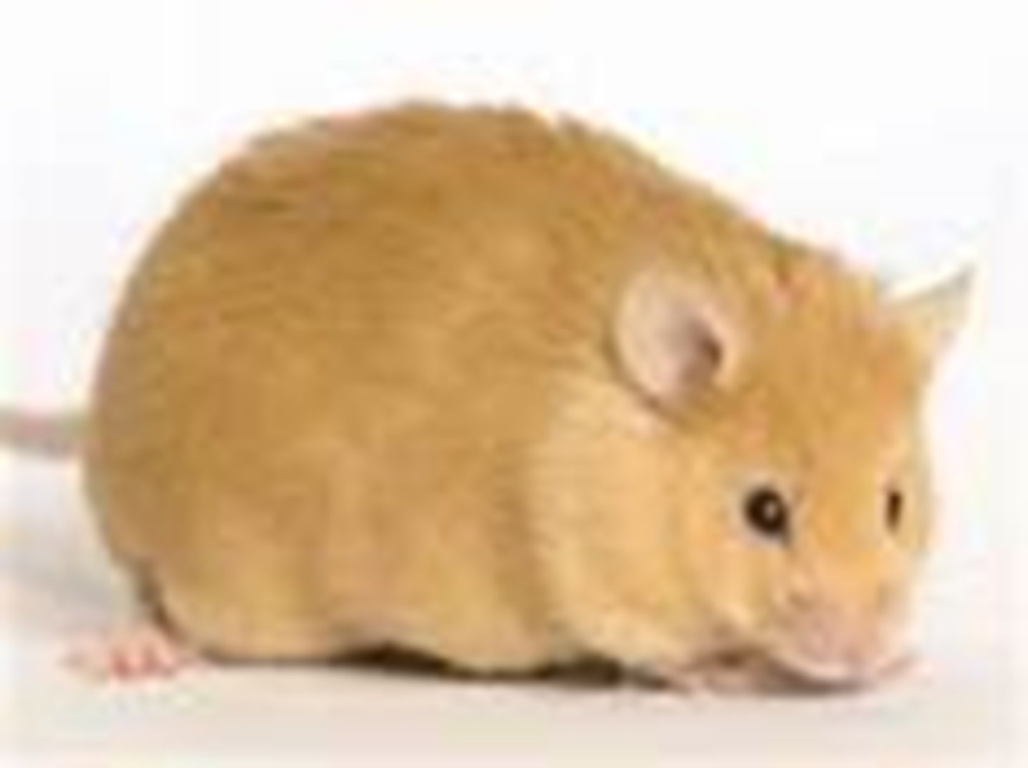 <p>• yellow coat color, and• metabolic health issues (obesity, type 2 diabetes, tumor susceptibility, reduced lifespan</p>