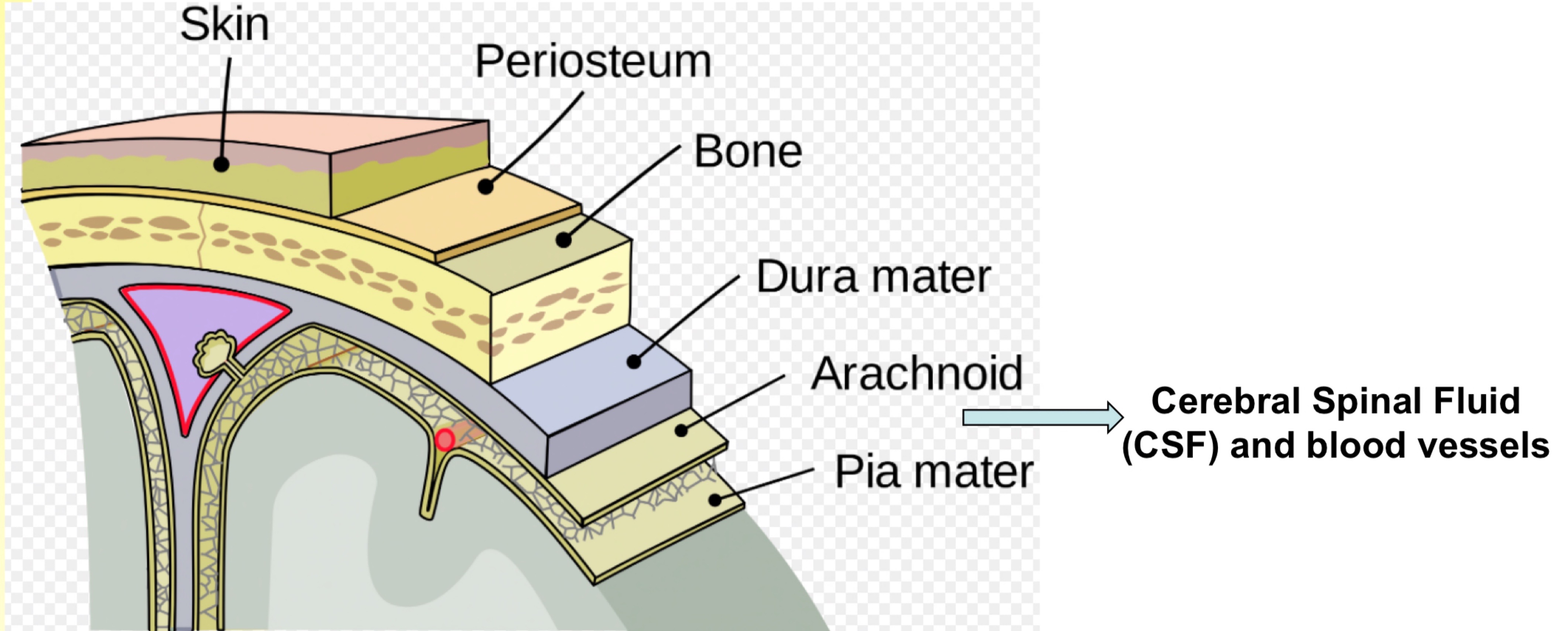 <ul><li><p>Different circulation to rest of the body</p></li><li><p>Has separate liquid layer and blood vessels</p></li></ul>