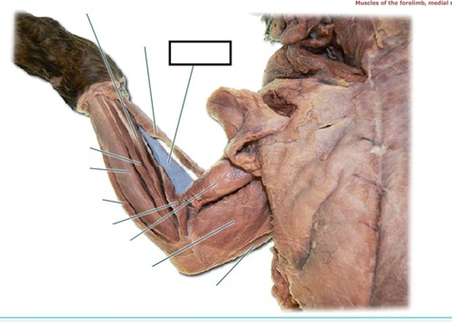 <p>What muscle is this?</p><p>Origin?</p><p>Insertion?</p><p>Action?</p><p>Nerve?</p>